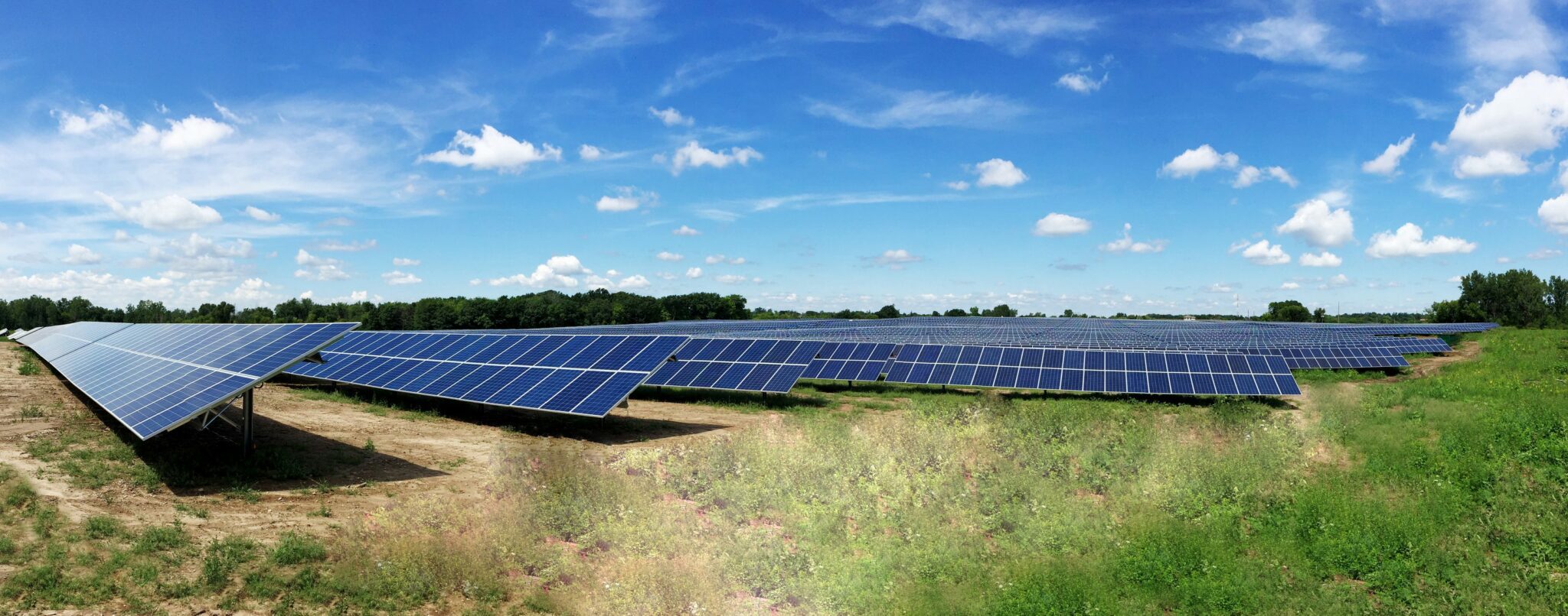 Rows of solar panels surrounded by trees