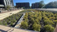 Brandon Avenue Green Street Infrastructure Biofilters filled with plants for Stormwater Management