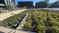 Brandon Avenue Green Street Infrastructure Biofilters filled with plants for Stormwater Management