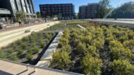 Brandon Avenue Green Street Infrastructure Biofilters filled with plants for Stormwater Management